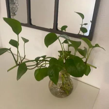 Magnifique T2 Typique Normand - 103 Apartment